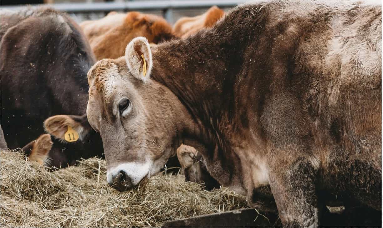 Снижение выбросов метана в сельском хозяйстве: коровы снова всему виной