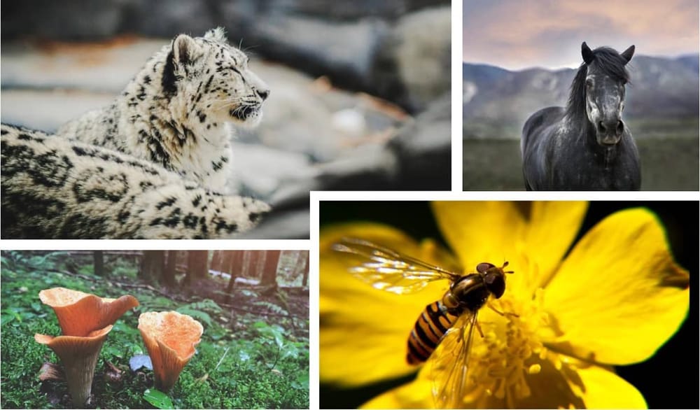 В России появится новая Национальная стратегия в области сохранения биоразнообразия