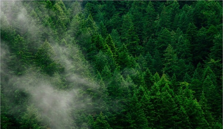 Устойчивое развитие: адаптация к новой реальности