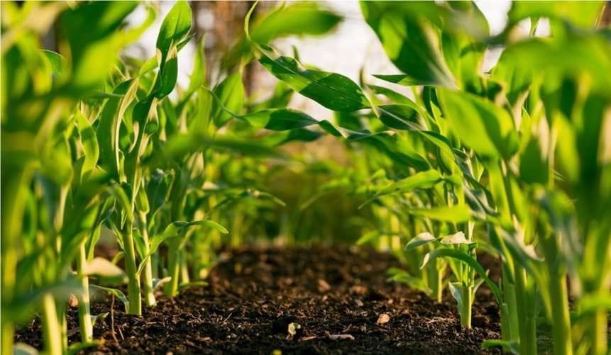 Сельское хозяйство и климат под перекрестным воздействием