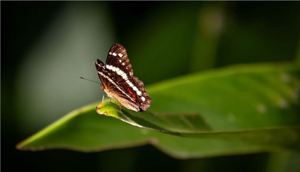 INFARGREEN публикует тезисы рекомендаций для центральных банков по биоразнообразию