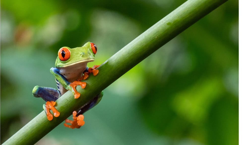 Отчетность о биоразнообразии: GRI выпустила руководство по применению нового стандарта