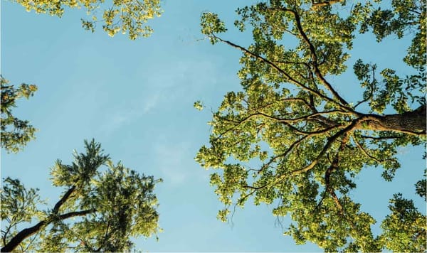 Россия – страна деревьев и лесоклиматических новаций