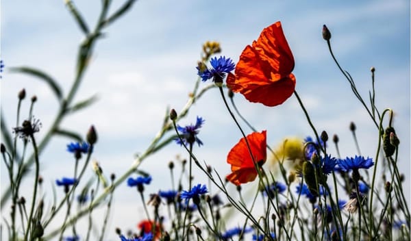 Навигатор для финансистов: как ориентироваться в инструментах оценки воздействия на природу