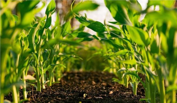 Сельское хозяйство и климат под перекрестным воздействием